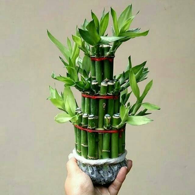 bambu rezeki