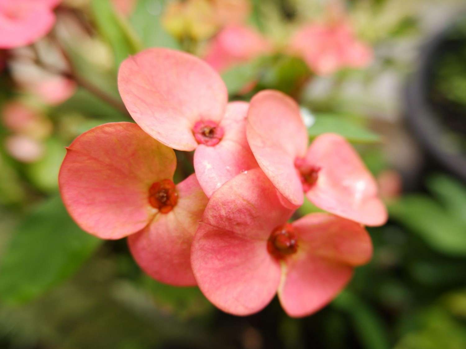 euphorbia