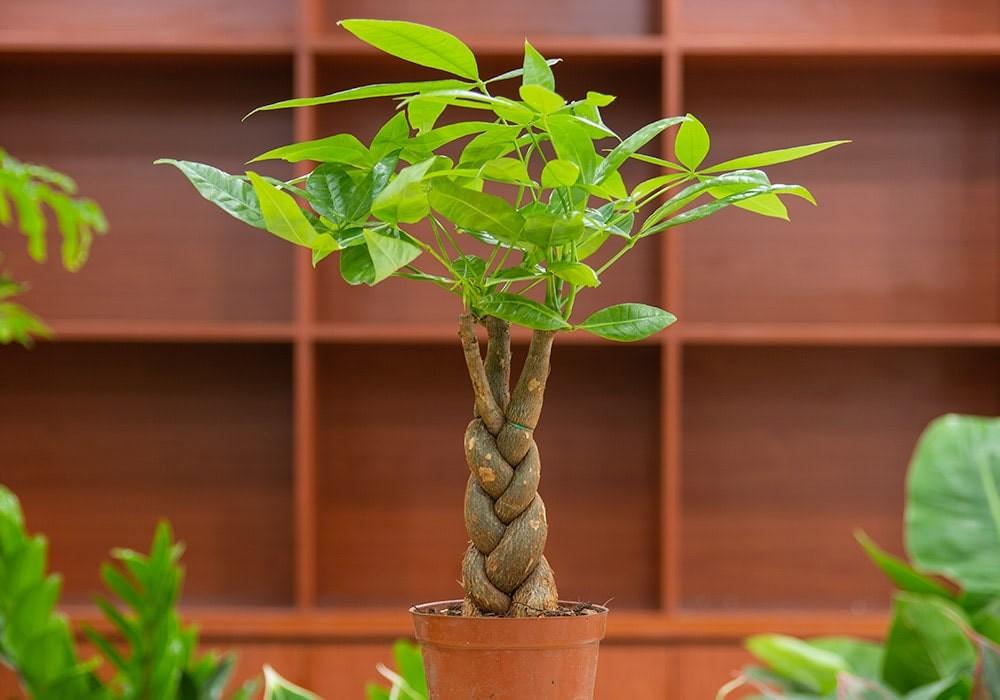 money tree