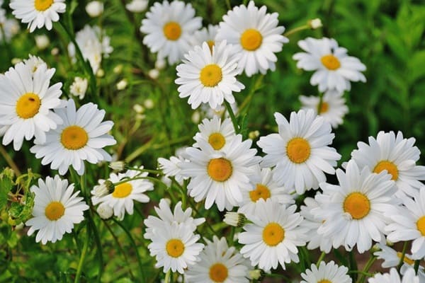 15 Nama Bunga Aesthetic untuk Perempuan yang Penuh Makna