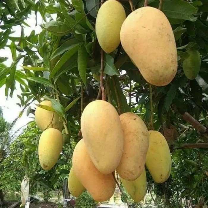 pohon mangga