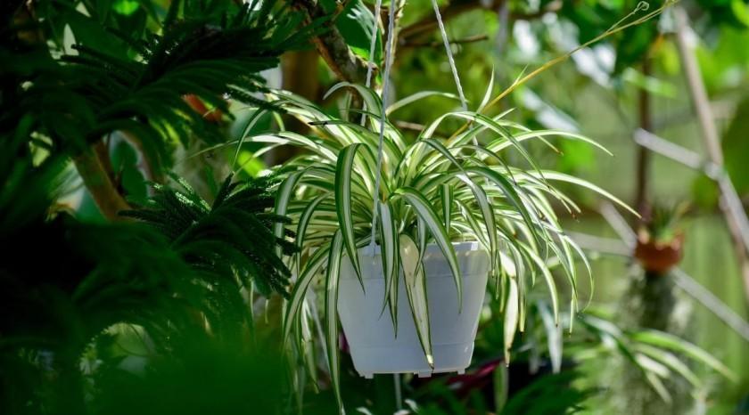 10 Tanaman Hias Outdoor Tahan Panas dan Hujan untuk Teras