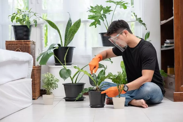 7 Tanaman Pembawa Rezeki di Depan Rumah yang Wajib Ditanam