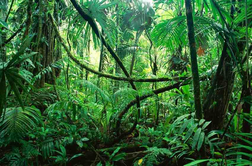hutan konservasi