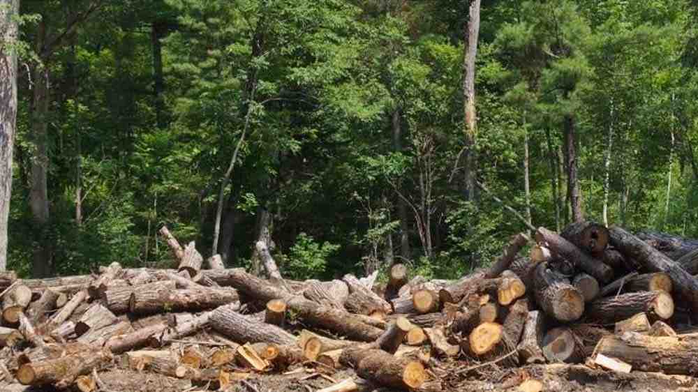 hutan produksi